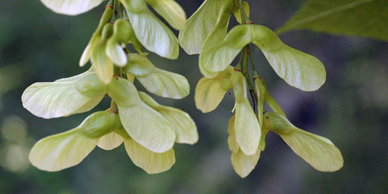 Goosefoot maple – description, flowering period and general distribution in West Virginia. seeds close up