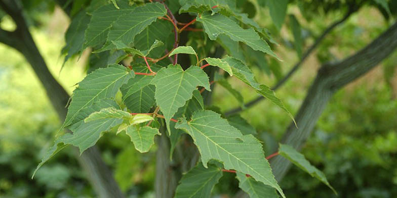 Acer pensylvanicum – description, flowering period and general distribution in South Carolina. green leaves