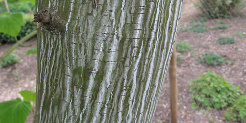 Acer pensylvanicum – description, flowering period and general distribution in Ontario. the trunk of the plant, the texture of the bark is visible