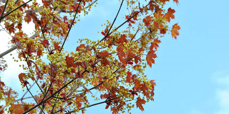 Acer platanoides – description, flowering period and general distribution in Prince Edward Island. in early fall