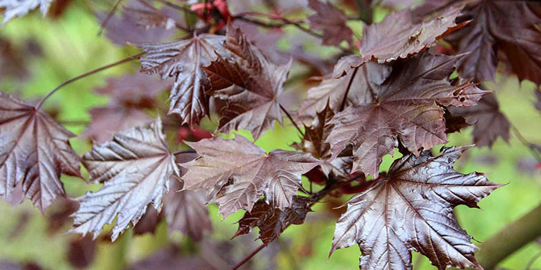 Acer platanoides – description, flowering period and general distribution in Prince Edward Island. red leaves