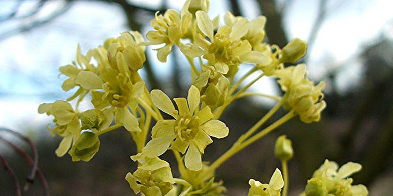 Acer platanoides – description, flowering period and general distribution in Idaho. beautiful flowers close-up