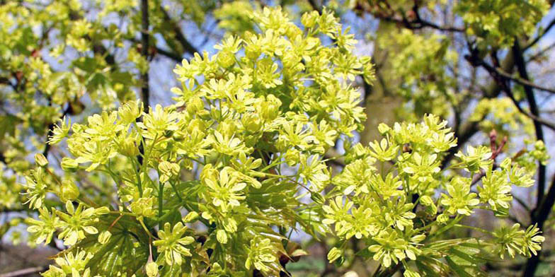 Acer platanoides – description, flowering period and general distribution in Vermont. the tree is strewn with flowers