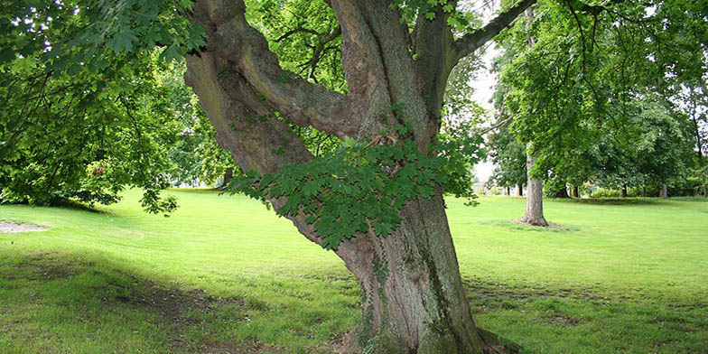 Norway maple – description, flowering period. tree base and trunk