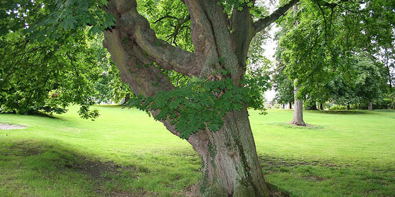 Acer platanoides – description, flowering period and general distribution in Quebec. tree base and trunk