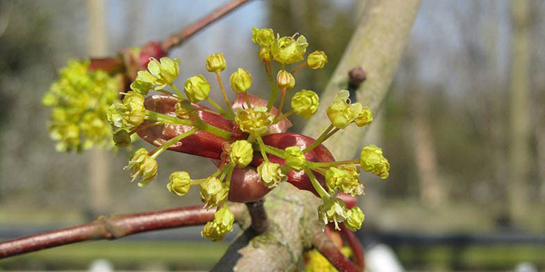 Norway maple – description, flowering period and general distribution in Montana. the beginning of the flowering period. Little buds.