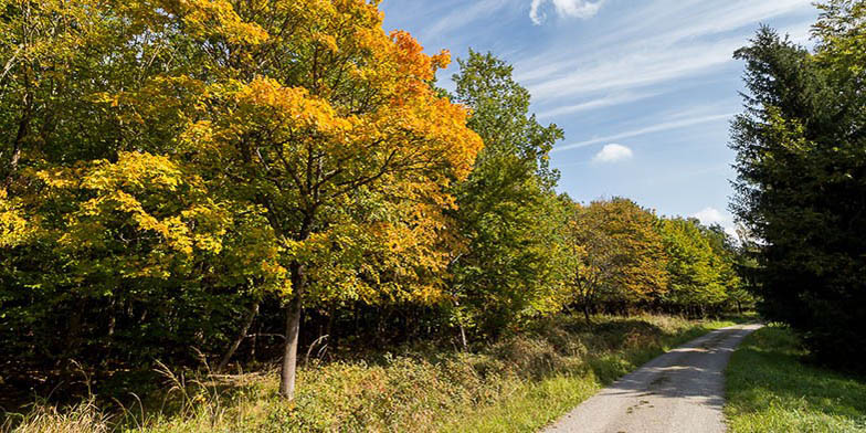 Acer platanoides – description, flowering period and general distribution in Prince Edward Island. trees along a forest road