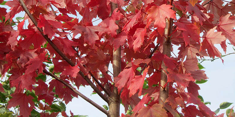 Norway maple – description, flowering period and general distribution in Minnesota. plant with red leaves