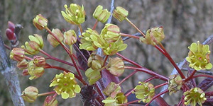Acer platanoides – description, flowering period and time in Washington, the beginning of the flowering period. Flowers bloom and secrete nectar.