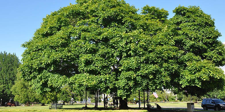 Norway maple – description, flowering period. huge tree covered with greenery in the park