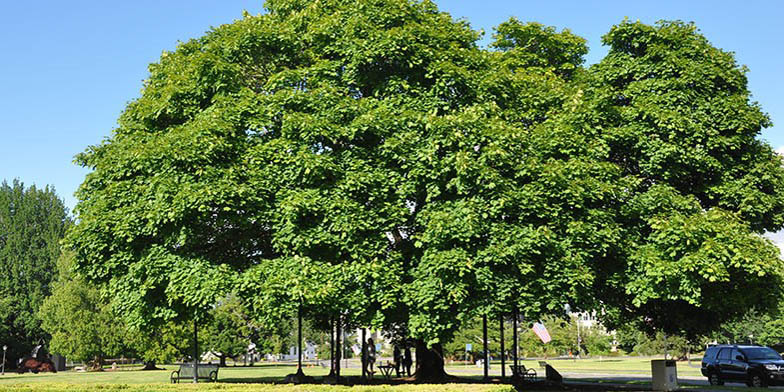 Acer platanoides – description, flowering period and general distribution in Delaware. huge tree covered with greenery in the park