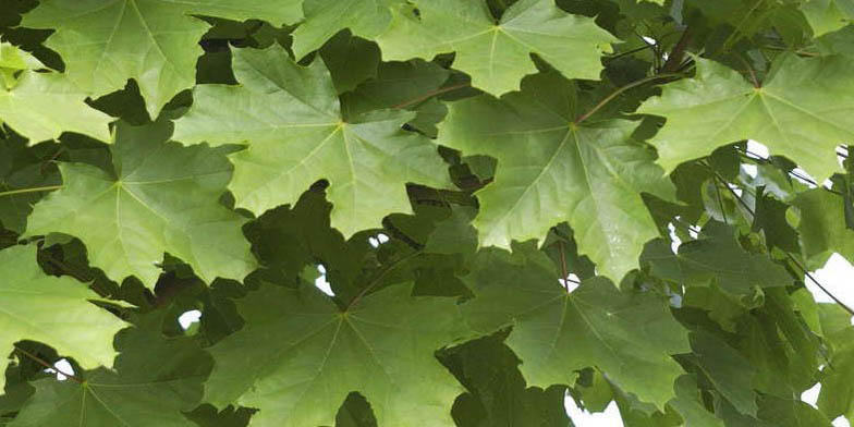 Norway maple – description, flowering period and general distribution in Montana. green leaves create a dense wall