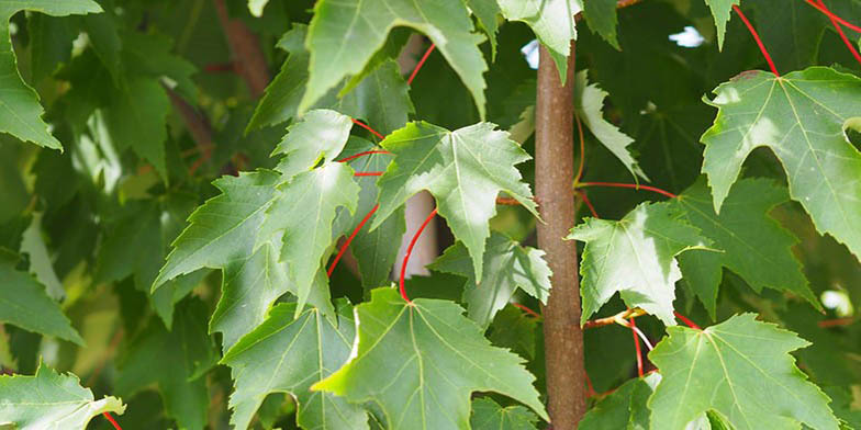 Acer rubrum – description, flowering period and general distribution in Georgia. green foliage