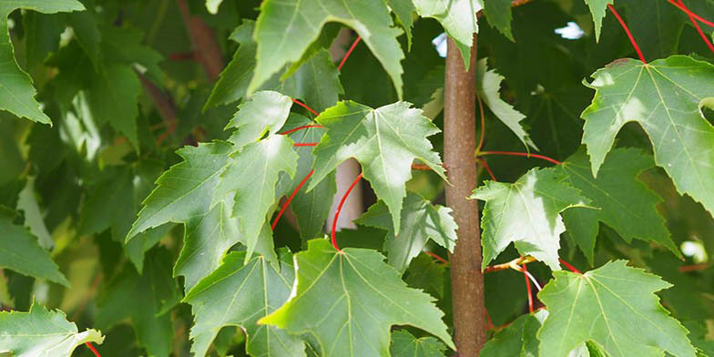 Acer rubrum – description, flowering period and general distribution in South Carolina. green foliage