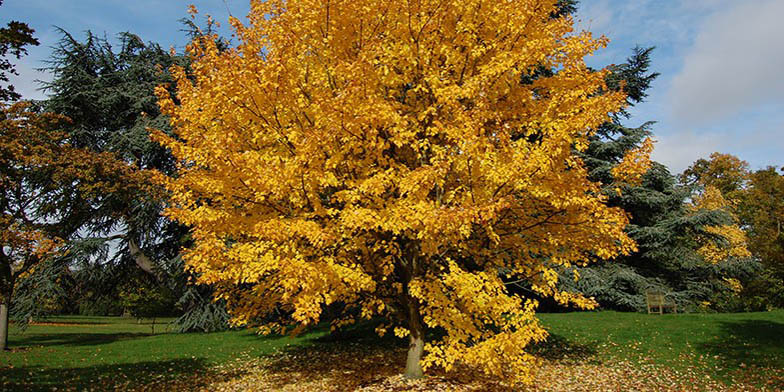 Acer rubrum – description, flowering period and general distribution in South Carolina. large lonely tree in the fall