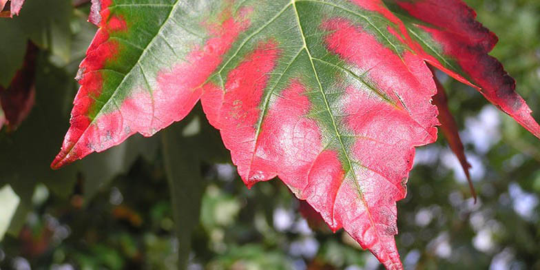 Red maple – description, flowering period and general distribution in Mississippi. green leaf turns red, close-up