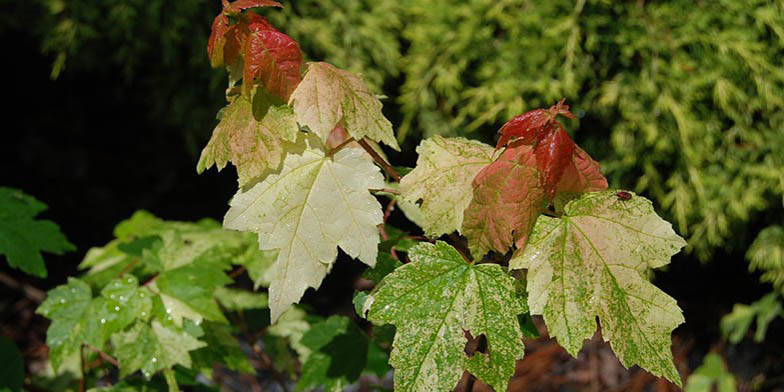 Acer rubrum – description, flowering period and general distribution in Prince Edward Island. green leaves change color to red