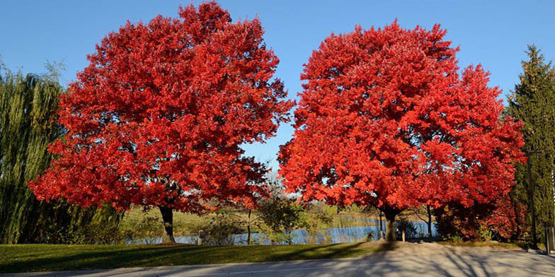 Red maple – description, flowering period and general distribution in Indiana. plants covered with red leaves