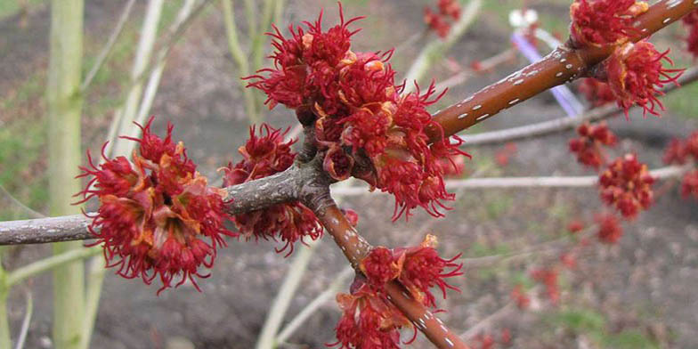 Scarlet maple – description, flowering period and general distribution in Pennsylvania. flowers on a branch closeup