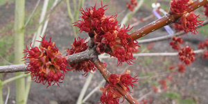 Acer rubrum – description, flowering period and time in Prince Edward Island, flowers on a branch closeup.
