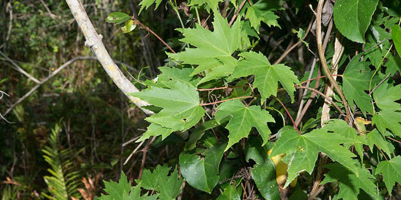 Red maple – description, flowering period and general distribution in Ontario. green branch