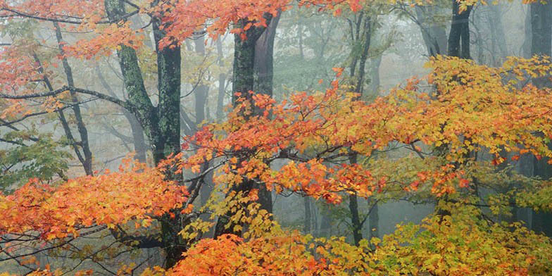Acer rubrum – description, flowering period. trees in autumn