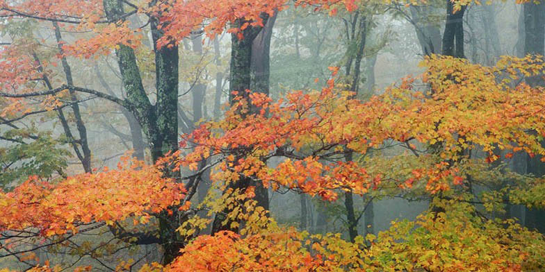 Red maple – description, flowering period and general distribution in Ontario. trees in autumn