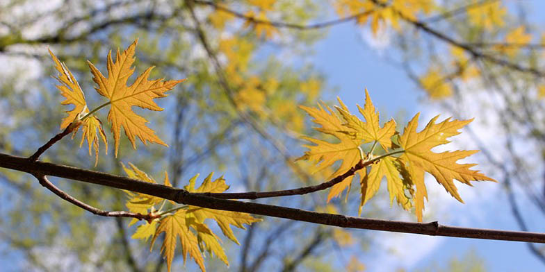 Silver maple – description, flowering period and general distribution in South Dakota. yellow leaves, autumn