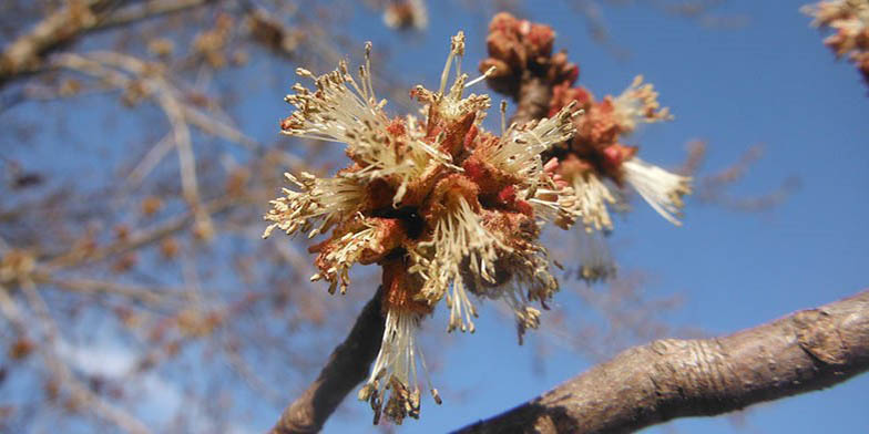 Silver maple – description, flowering period and general distribution in California. flowers close up