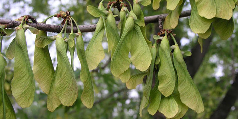 Acer saccharinum – description, flowering period and general distribution in Oklahoma. seeds on a branch