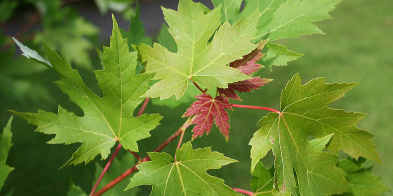 Silver maple – description, flowering period and general distribution in Kentucky. green and red leaves on a branch