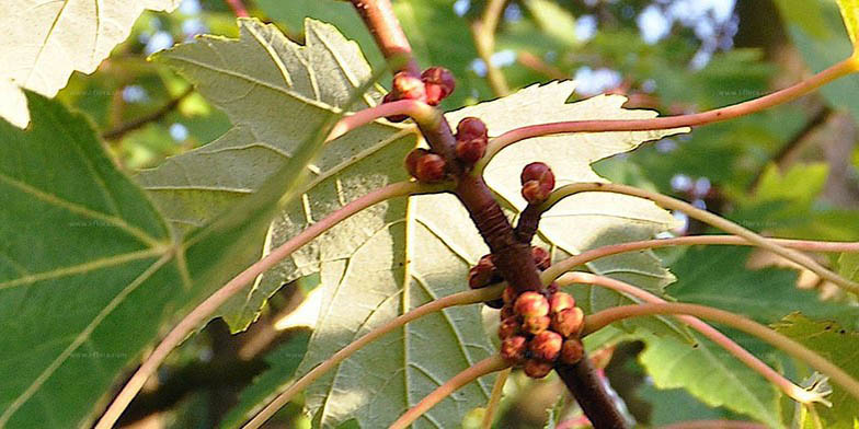 Acer saccharinum – description, flowering period and general distribution in North Dakota. branch close-up