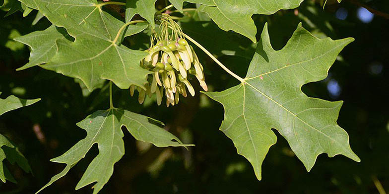 Silver maple – description, flowering period and general distribution in California. green leaves and seeds