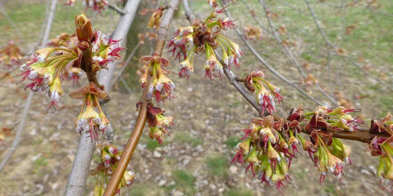 Acer saccharinum – description, flowering period and general distribution in Oklahoma. branch with flowers, early spring