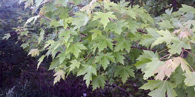 Silver maple – description, flowering period and general distribution in Kentucky. branch with green leaves