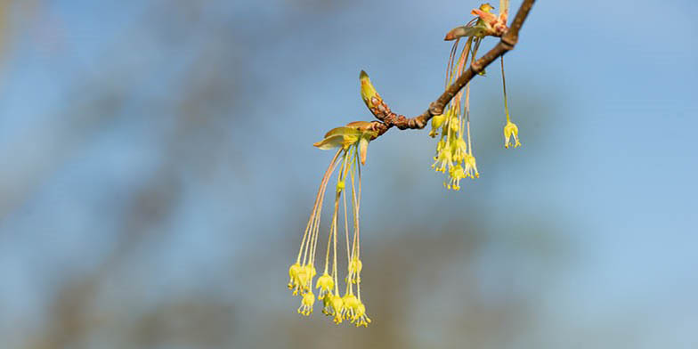 Sugar maple – description, flowering period and general distribution in Ontario. flowers bloom simultaneously with leaves