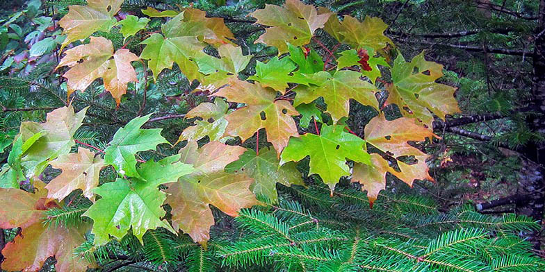 Sugar maple – description, flowering period and general distribution in Georgia. green leaves change color