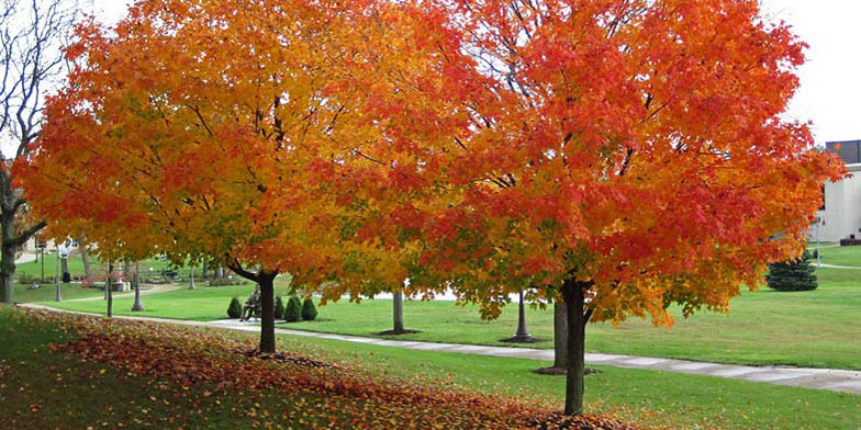 Sugar maple – description, flowering period. Trees with yellow-red foliage. Autumn