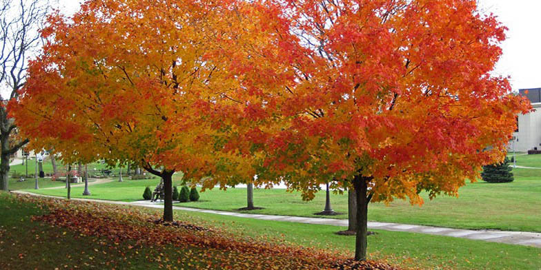 Sugar maple – description, flowering period and general distribution in Minnesota. Trees with yellow-red foliage. Autumn