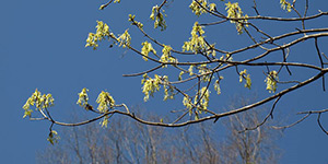 Acer saccharum – description, flowering period and time in District of Columbia, branches strewn with flowers.