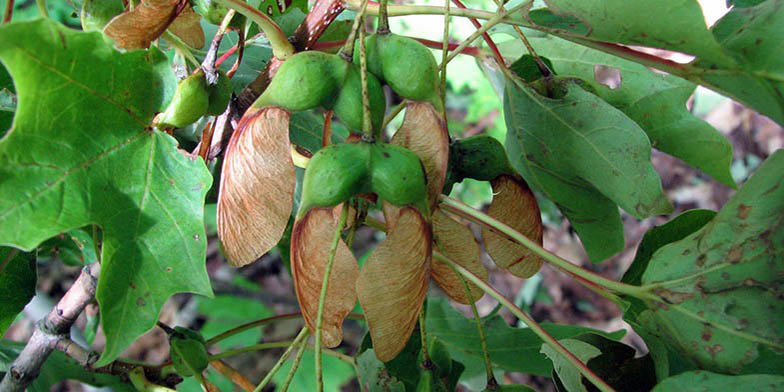 Sugar maple – description, flowering period and general distribution in Nova Scotia. branch with seeds that ripen