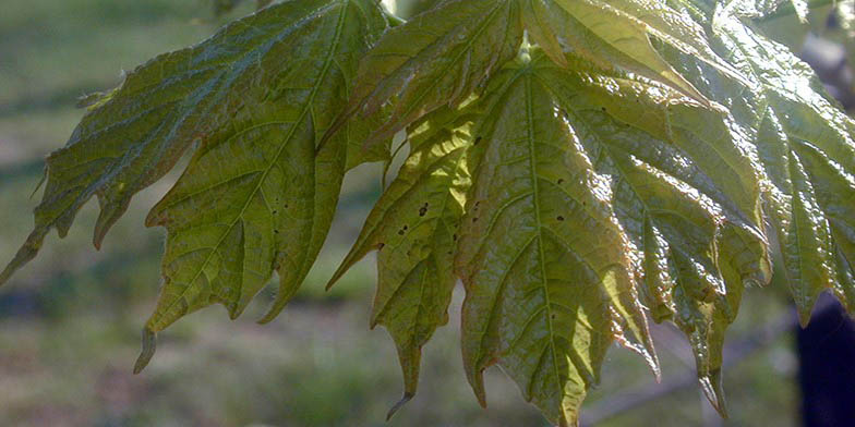Acer saccharum – description, flowering period. green leaf close-up