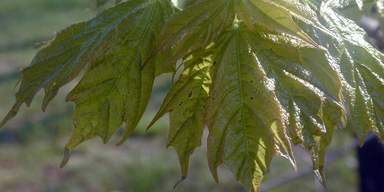 Acer saccharum – description, flowering period and general distribution in Tennessee. green leaf close-up