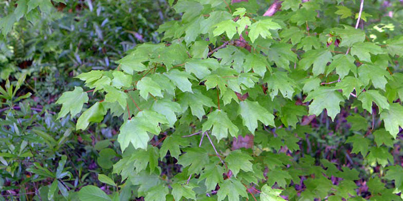 Hard maple – description, flowering period and general distribution in West Virginia. green branch