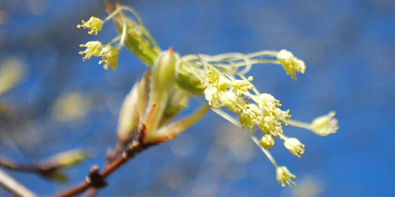 Sugar maple – description, flowering period and general distribution in South Dakota. flowers close up