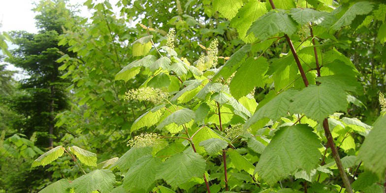 Mountain maple – description, flowering period and general distribution in Quebec. Blooming tree