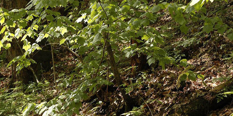 Mountain maple – description, flowering period and general distribution in Quebec. Young plant in the forest on a slope
