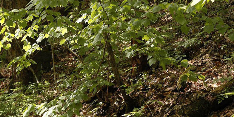 Low maple – description, flowering period and general distribution in Alabama. Young plant in the forest on a slope