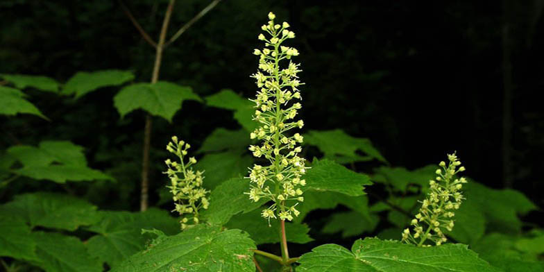 Acer spicatum – description, flowering period and general distribution in West Virginia. Plant flowers on a contrasting background