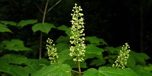 Acer spicatum – description, flowering period and time in Georgia, Plant flowers on a contrasting background.